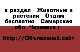  в раздел : Животные и растения » Отдам бесплатно . Самарская обл.,Чапаевск г.